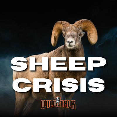 Protect the Future of BC Sheep Hunting w/ The Wild Sheep Society of BC | Wild Talk S4 Ep14