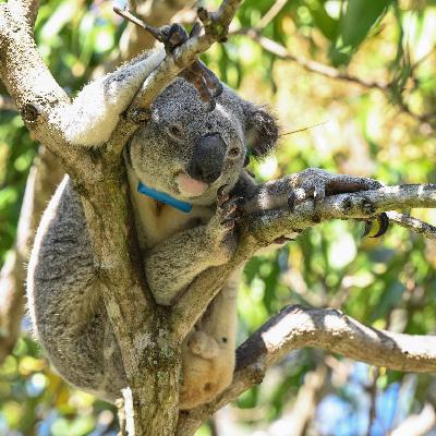 Impfen für mehr Babys - Bakterien bedrohen die Fruchtbarkeit von Koalas