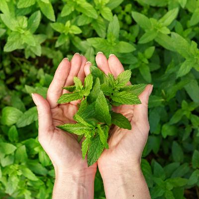 FARO del saber ancestral parte 7 (Temporada 2) FARO del saber ancestral parte 7 (Temporada 2)