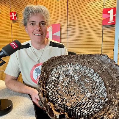 Des brèves et Carine Vogel, spécialiste de la lutte contre le frelon asiatique