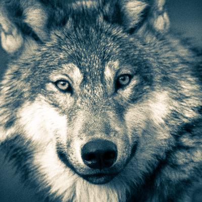 Way of the Wolf, Part 1 - Wolf as Spiritual Keystone Species, Teacher, and Friend
