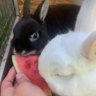 Wie ich zu Leo und Molly gekommen bin🫶🏼