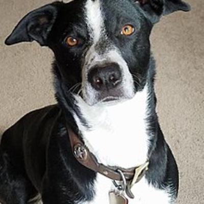 McNab Dog