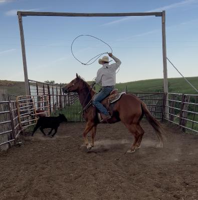 Should Have Been a Cowboy!