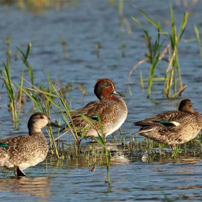 152-認識禽流感-上 152-認識禽流感-上