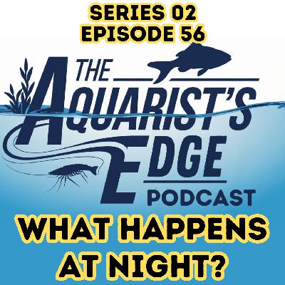 Do Fish Sleep? What Happens in Your Freshwater Aquarium at Night (Lighting, Oxygen & Behaviour) Do Fish Sleep? What Happens in Your Freshwater Aquarium at Night (Lighting, Oxygen & Behaviour)