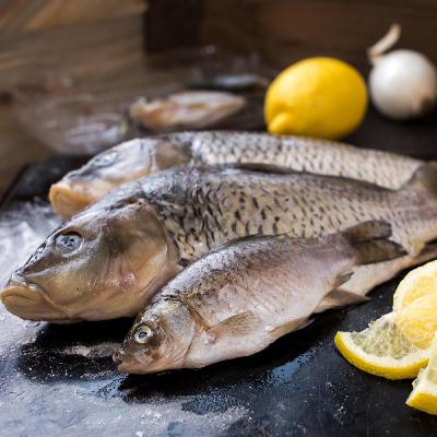 Der Karpfen - Ein traditioneller Speisefisch mit Zukunftschancen Der Karpfen - Ein traditioneller Speisefisch mit Zukunftschancen