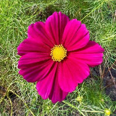 MDMA-ASSISTERET PARTERAPI