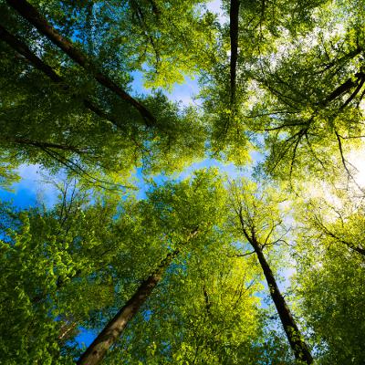 Plants, People, and Public Health Plants, People, and Public Health