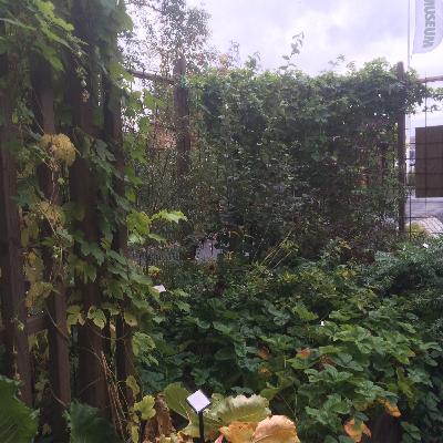 November 2016: Mer jordbruk åt stadsfolket