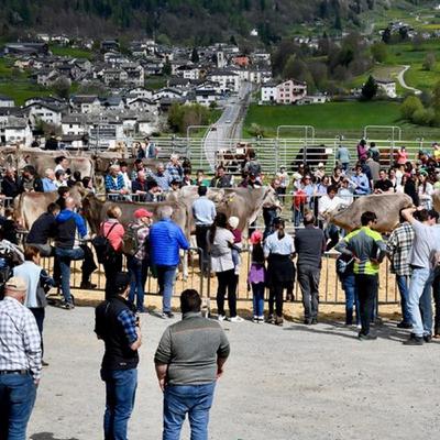 Festa in stalla
