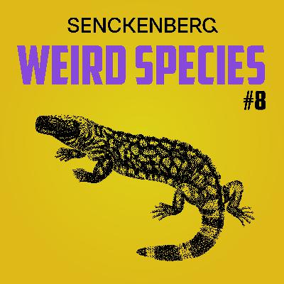 Weird Species #8: Heloderma suspectum – A pretty chill monster