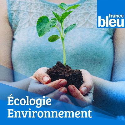 La pollution des crèmes solaires