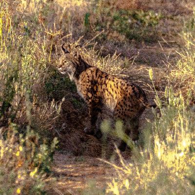 Escribano Palustre - Lince ibérico - 09/06/25