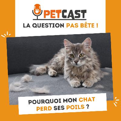 Pourquoi mon chat perd ses poils ? Pourquoi mon chat perd ses poils ?