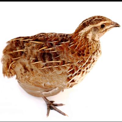 Alexis - cailles Alexis - cailles