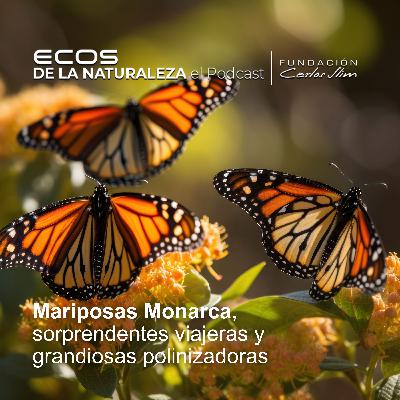 Mariposas Monarca, sorprendentes viajeras y grandiosas polinizadoras”    Episode #12