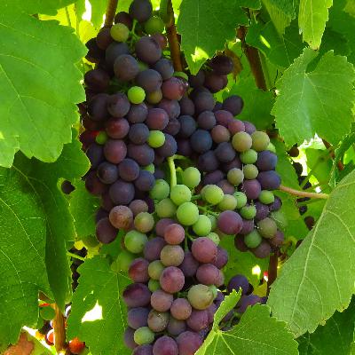 Managing grape maturity variability