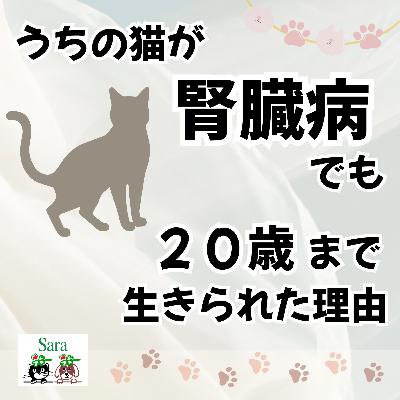 #1023. うちの猫が腎臓病でも２０歳まで生きられた理由🐱🏡