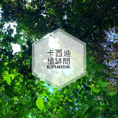 210528 排毒潤肺的臭臭草-魚腥草 210528 排毒潤肺的臭臭草-魚腥草