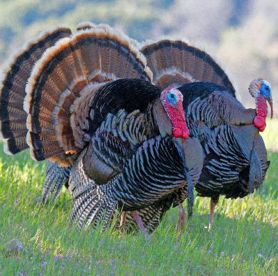 205:  Justin Bruehl and the NWTF