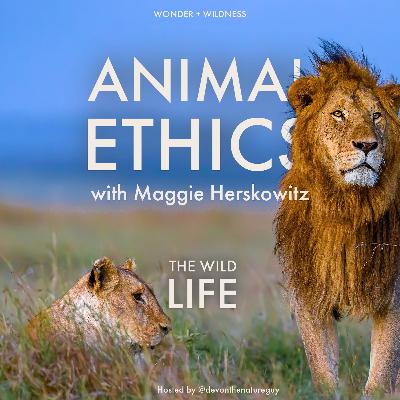 Animal Ethics with Maggie Herskowitz