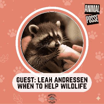 Opossums, Raccoons, & Squirrels: Saving Our Backyard Wildlife