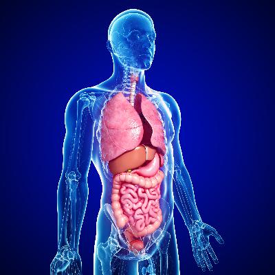 Arcturian Digestive System Healing Arcturian Digestive System Healing