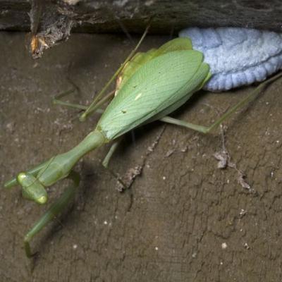 Do preying mantises live through winter?