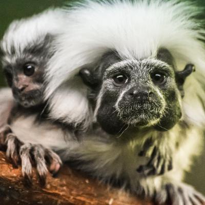 Le tamarin pinché, une chimère ? 🙊 Le tamarin pinché, une chimère ? 🙊