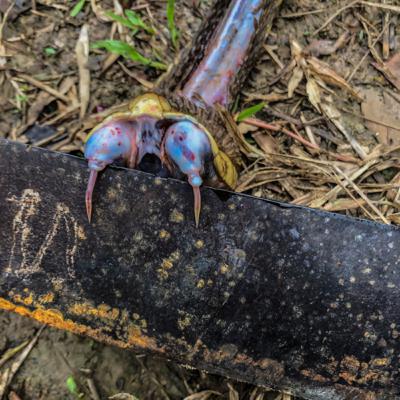 האמזונס : יום 9 - דולפינים ורודים,נחשים ערסיים וקיצור המסע