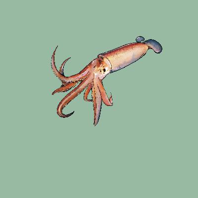 SQUIDS with Sarah McAnulty