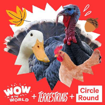 A Podcast Turducken: With Wow in the World, Terrestrials and Circle Round (11/17/25) A Podcast Turducken: With Wow in the World, Terrestrials and Circle Round (11/17/25)