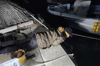 #43：鈴木カリブ、2025年初の岸壁幼魚採集🐟