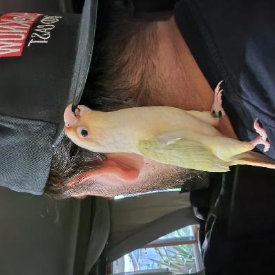 Episode 33: Solo Bolo #33