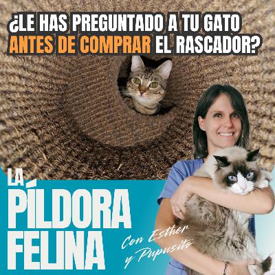 604. ¿Le has preguntado a tu gato ANTES DE COMPRAR el rascador? 3 consejos para descubrir SUS PREFERENCIAS