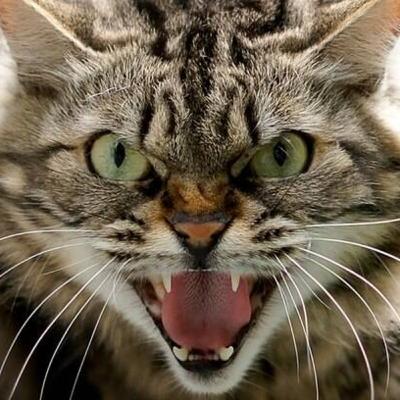 Caso de Raiva em Gato - Orleans/SC