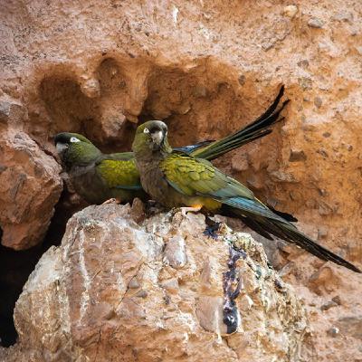 Parakeets Underground