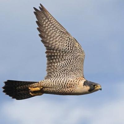 Peregrine Falcons In Cobh