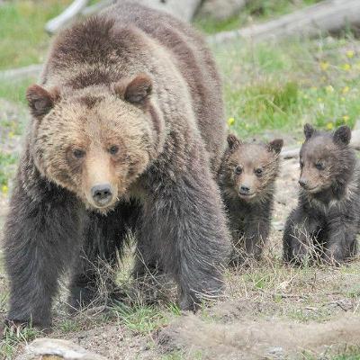 Episode 25 — Get Bear Aware with ICL's Brad Smith Episode 25 — Get Bear Aware with ICL's Brad Smith