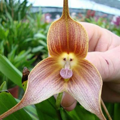 Cara de mono, una de las orquídeas más llamativas