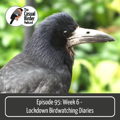 #95: Week 6 - Lockdown Birdwatching Diaries