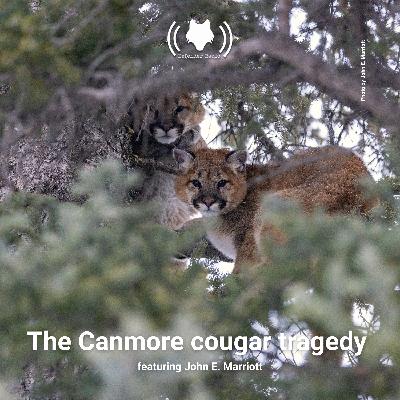 The Canmore cougar tragedy featuring John E. Marriott