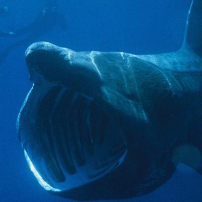 Sharks that do not Hunt