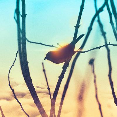 Free at Last: In Forgiveness and Failure