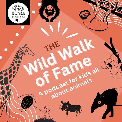 Gecko: the tail growing, wall climbing, eyeball licking little lizard