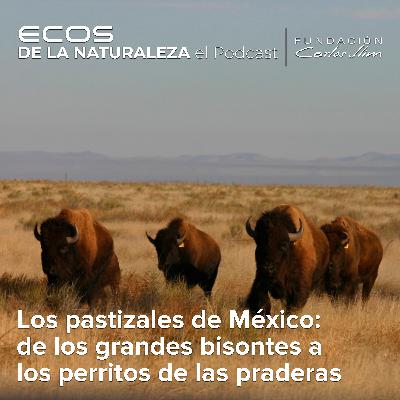 Los pastizales de México: de los grandes bisontes a los perritos de las praderas: Episode #5