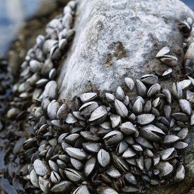 Invasive Arten - Wie Quagga-Muschel und Co. Gewässer bedrohen