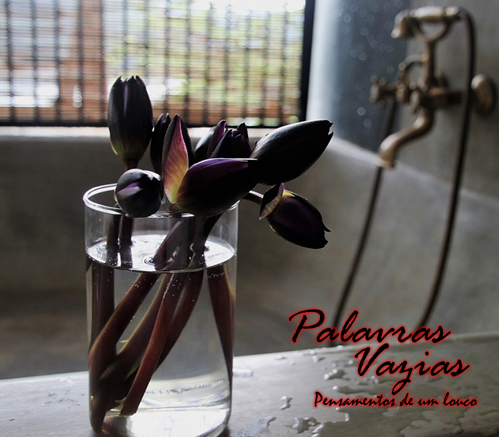 Palavras Vazias - Flores Mórbidas episode artwork