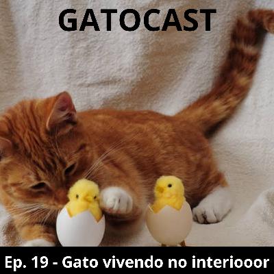 Ep. 19 - Gato vivendo no interiooor